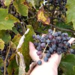 Autunno in Puglia tra escursioni, vino novello e borghi