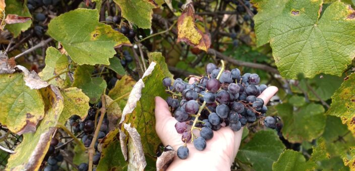 Autunno in Puglia tra escursioni, vino novello e borghi